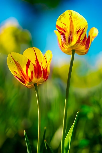 Free Tulips Beautiful Flowers photo and picture