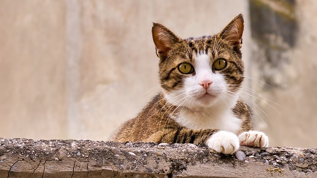 Free Cat Cat Stare photo and picture