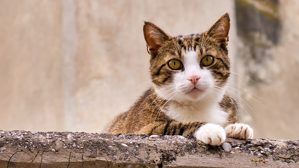 Cat Regard De Chat Regardant Vers - Photo gratuite sur Pixabay