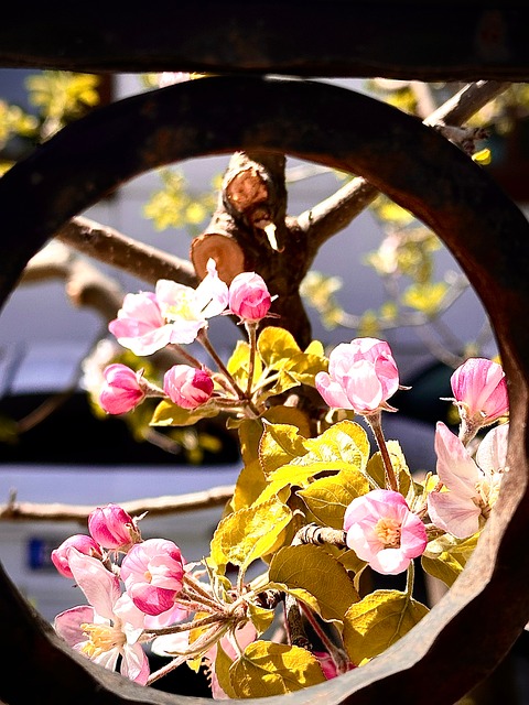 Free Flower Nature photo and picture