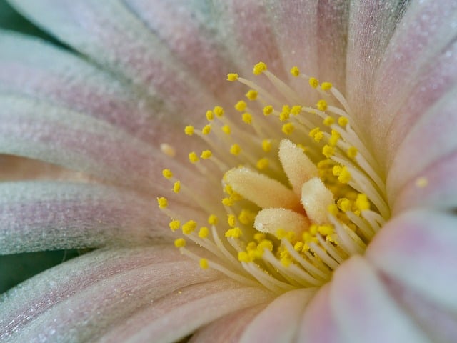 Free flower macro close up illustration