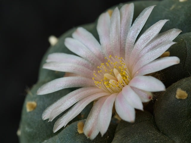 Free succulent bloom flowering illustration