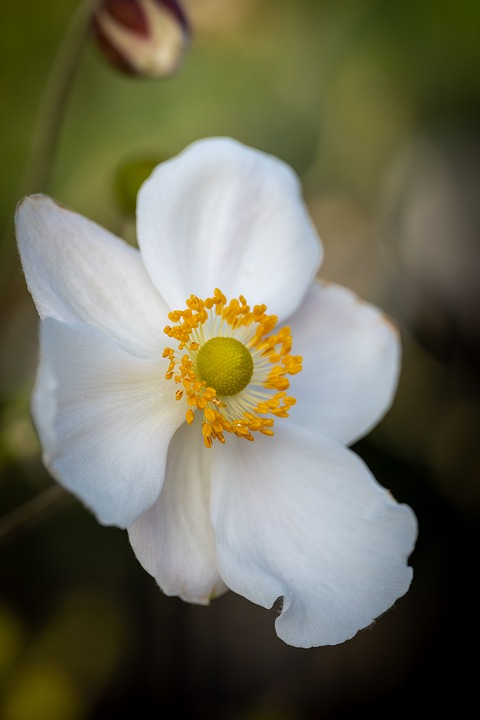Flower Anemone Closeup - Free photo on Pixabay