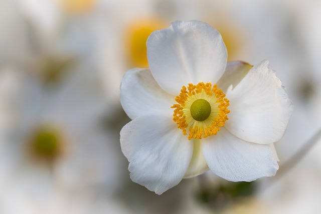 3+ Free Softbackground & Flower Images - Pixabay