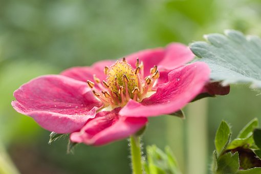 Free Strawberry Blossom Strawberry photo and picture