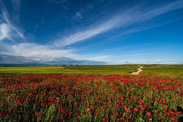 Free Poppies Nature photo and picture