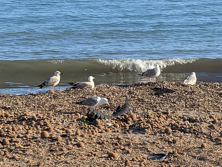 Free Seagull Sea photo and picture
