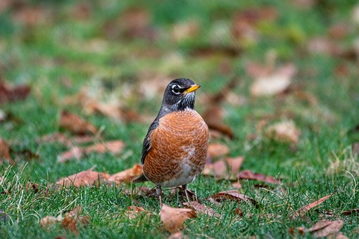 Robin, Fugl, Natur, Forår, Fugle, Fjer