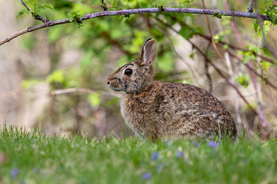 Bunny Rabbit Spring - Free photo on Pixabay