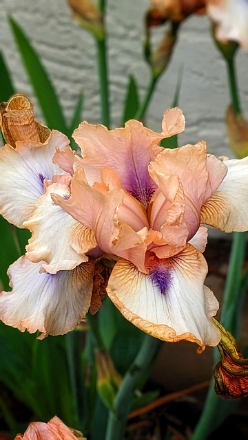 Free Iris Pink Iris photo and picture