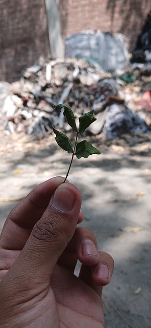 叶子, 自然, 绿色, 景观, 农业, 树叶, 夏天, 摄影师, 相机