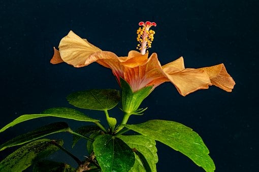 Hibisco, Flor, Verde, Planta