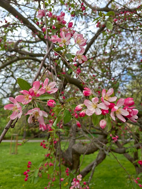 Free Spring Nature photo and picture