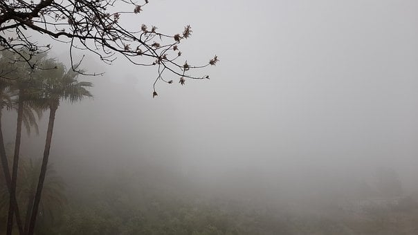 Fog, Tåge, Landskab, Tåget, Træer, Mørk