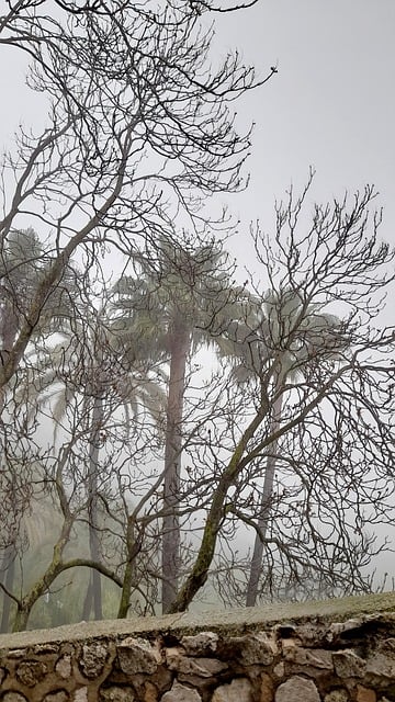 Fog, Natur, Guadalest, Palmer, Træer