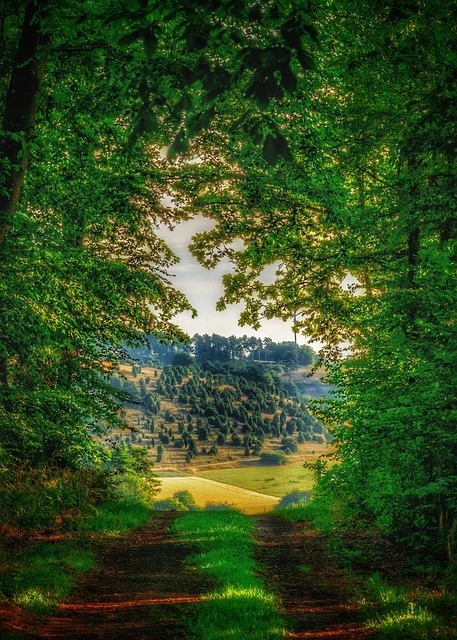 Caminhada Na Floresta, Floresta