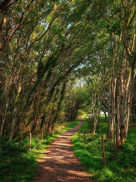 Caminhada Na Floresta, Natureza, Verde