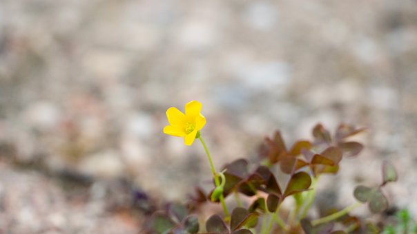 Free Summer Flower Yellow photo and picture