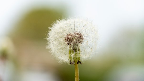 Free Taraxacum Dandelion photo and picture