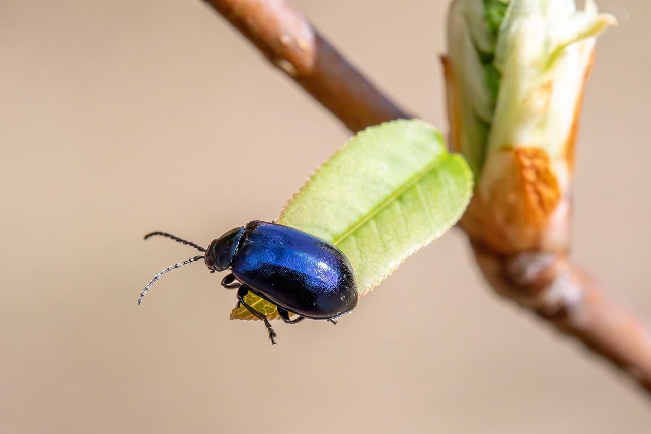 Insectes Ravageurs Insectes Ravageurs Agricoles - Photo gratuite sur Pixabay