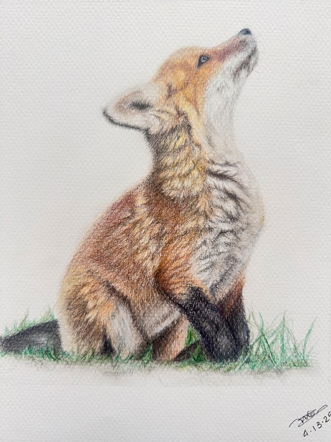 Free Fluffy Fox photo and picture