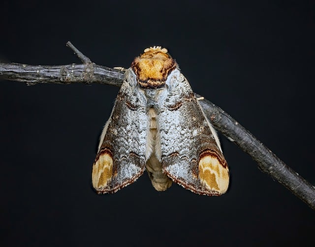 Free moth insect lepidoptera illustration