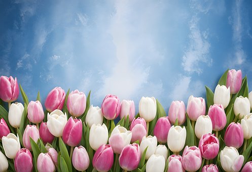 Free Beautiful Lanscape illustration and picture
