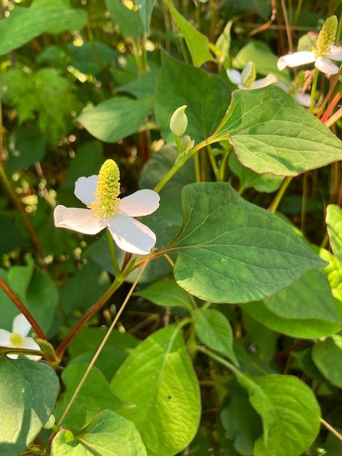 自然, 山, 草, 茂る, 光, Natureza, Montanha