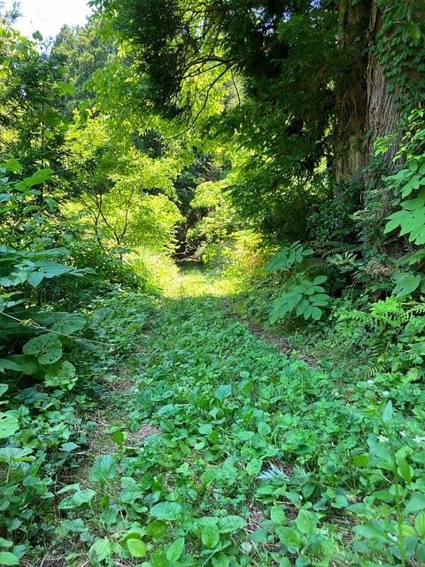 自然, 山, 草, 茂る, 光, Natureza, Montanha