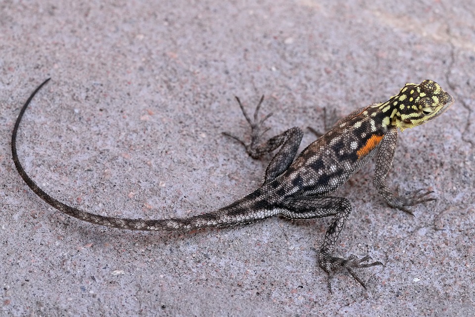 Lizard Namibia Coloured - Free photo on Pixabay