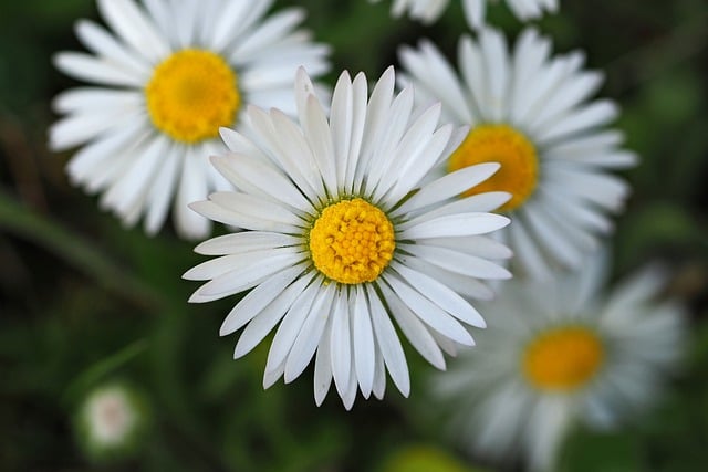 Free Daisy Flower Wallpaper photo and picture