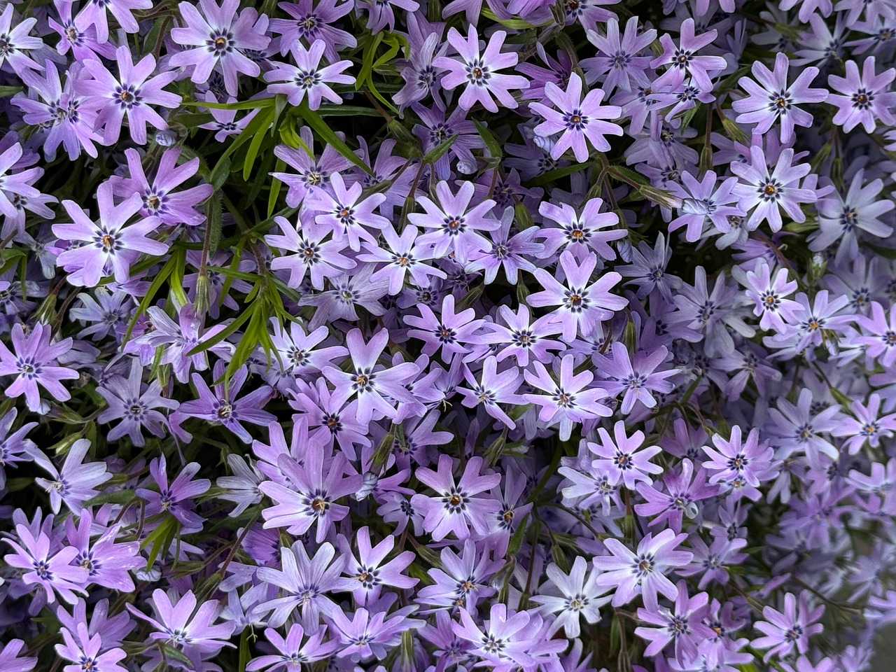 Sea Of Flowers - free online jigsaw puzzle photo
