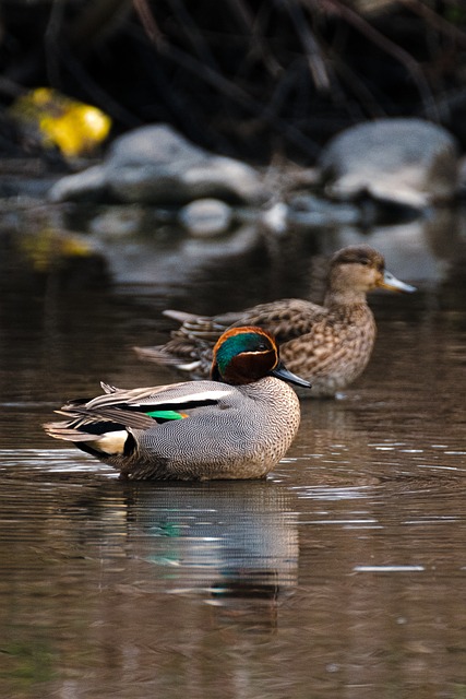 Free Duck Bird photo and picture