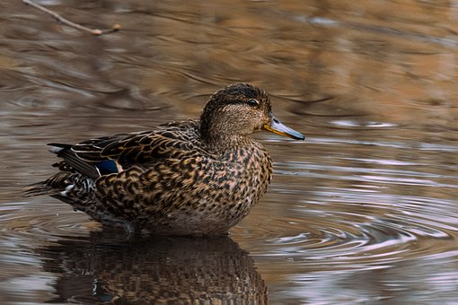 Free Duck Bird photo and picture