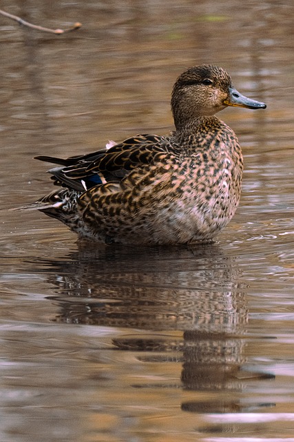 Free Duck Female photo and picture