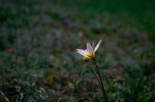 Tulipan, Tulipan Biflora, Vild, Primula