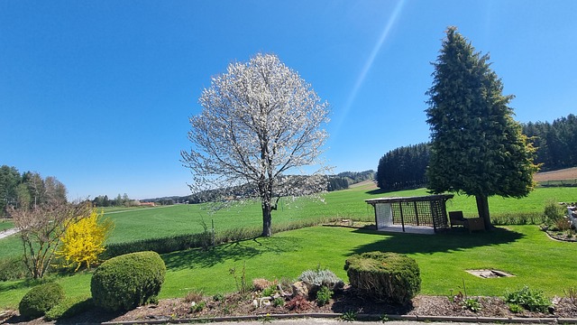 Frühling, Natur, Blüte, Baum