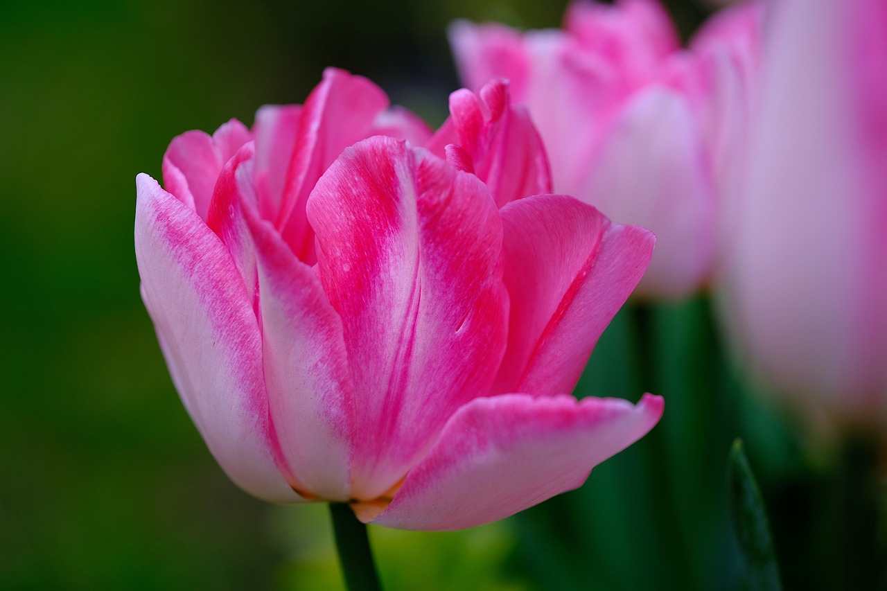 Tulip - free online jigsaw puzzle photo