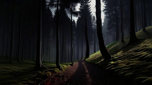 Natur, Utendørs, Skog, Trær, Landskap