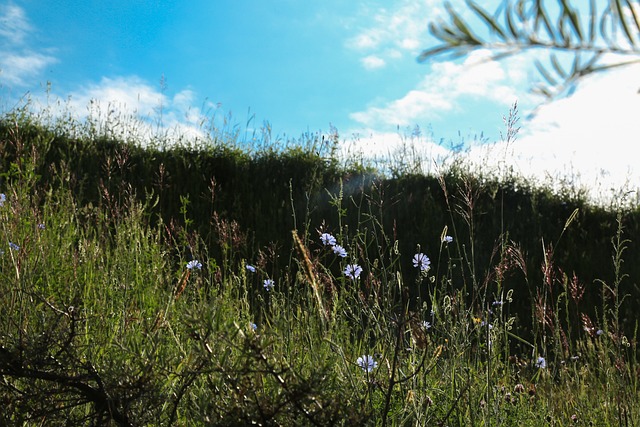 Flor, Naturaleza, Bosque, Paisaje, Otoño