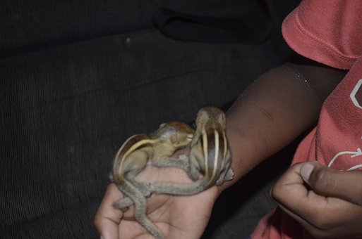Free Baby Indian Palm Squirrel photo and picture