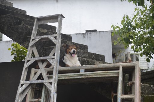 Free Dog Pet photo and picture