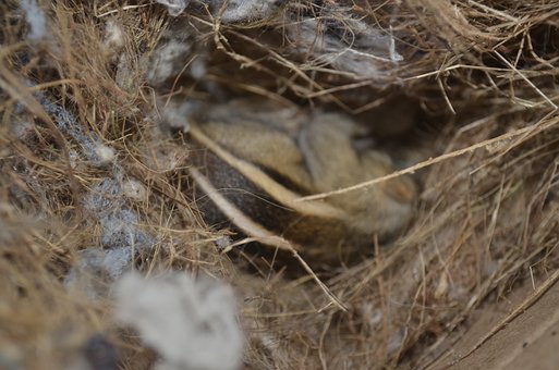Free Ndian Palm Squirrel Squirrel photo and picture