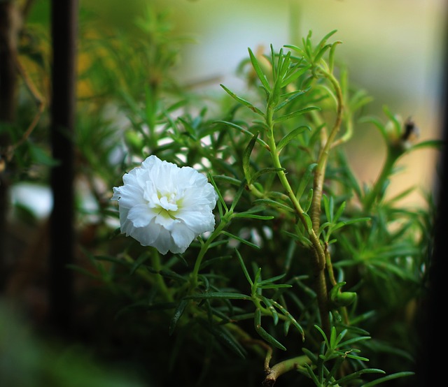 Blomstre, Blomst, Hvid