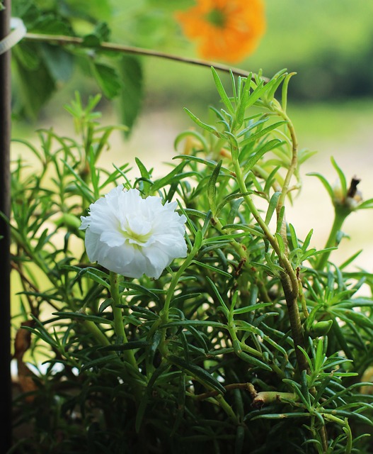 Blomst, Hvid, Blomstre, Smuk