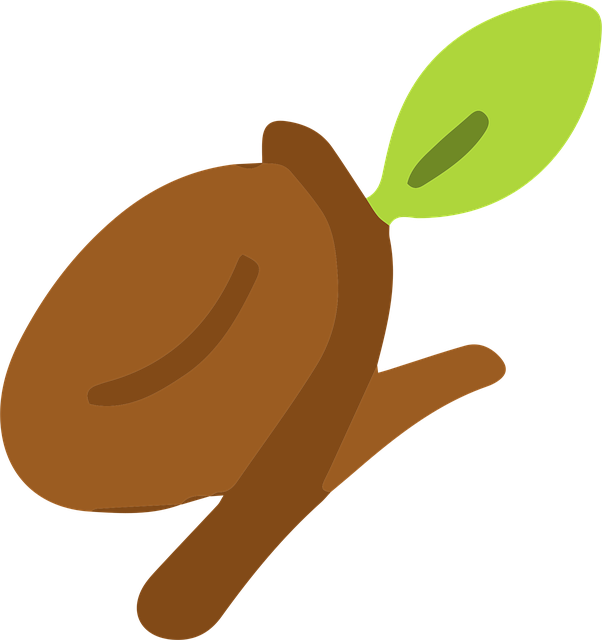 Free Seed Sprout vector and picture