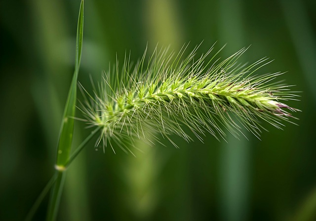 Free grass nature meadow illustration
