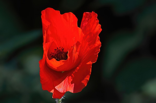 Free Flower Spring photo and picture