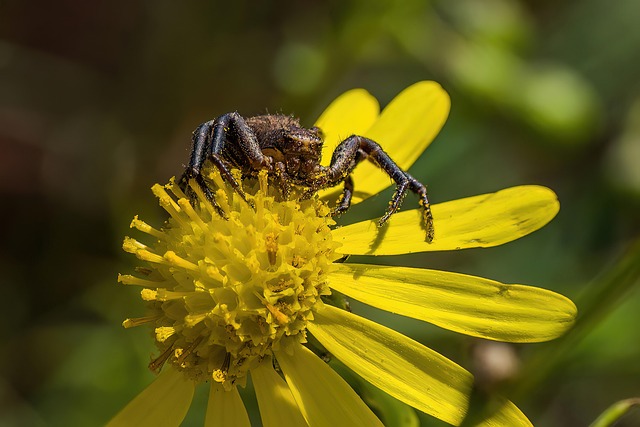 Free Flower Spider photo and picture
