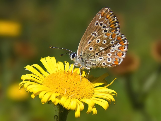 Free Flower Butterfly photo and picture